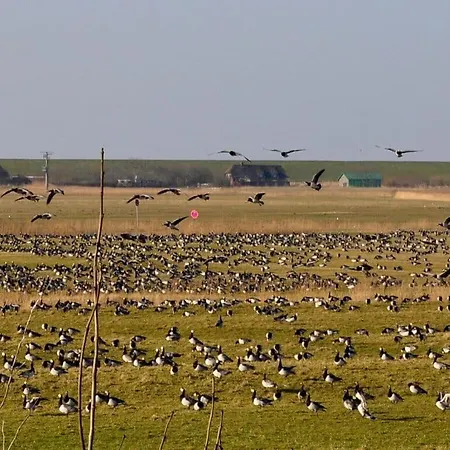 Land Und Og Westerhever